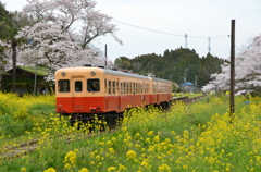 小湊鉄道　桜と菜の花の競演
