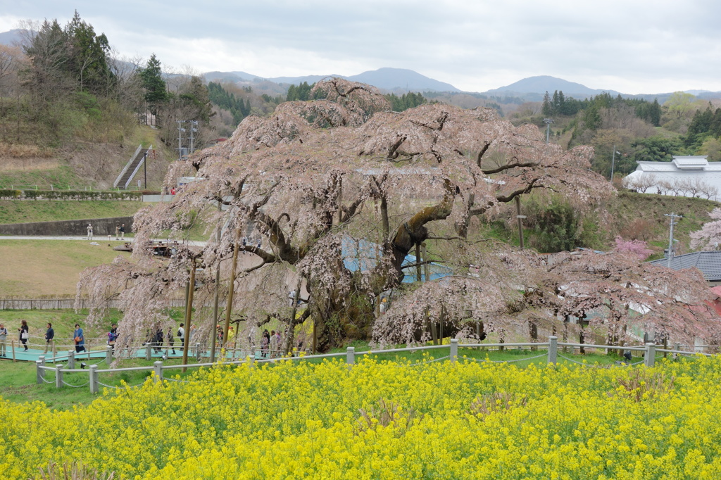 三春滝桜