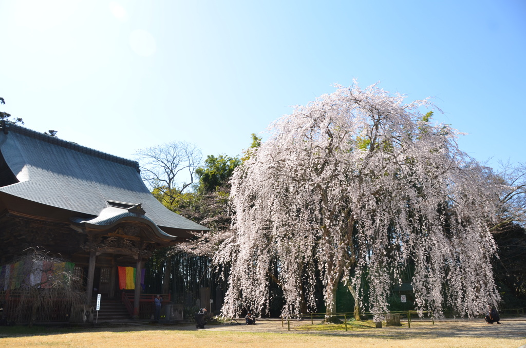 栄福寺のしだれ桜