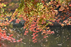 紅葉の泉自然公園