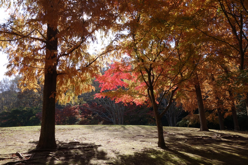 紅葉の光と影