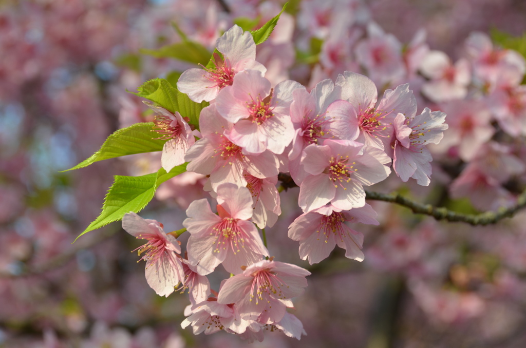 河津桜