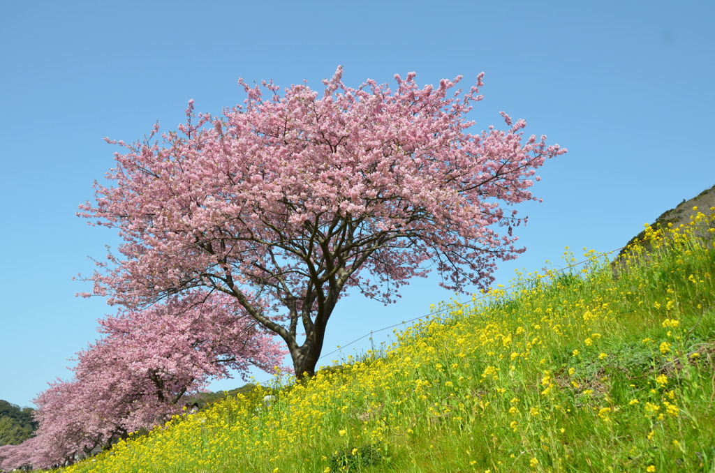 みなみの桜Ⅱ
