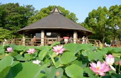 千葉公園の大賀ハス