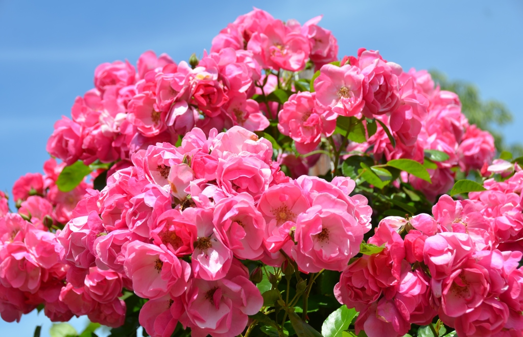 バラ・薔薇・ばら