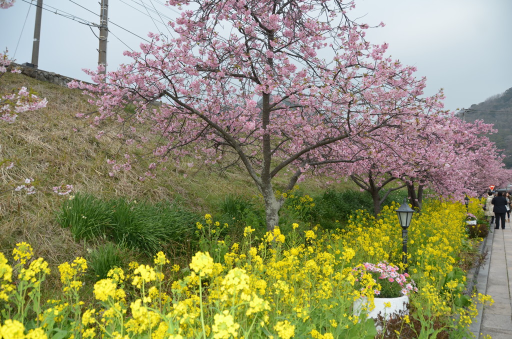 河津桜ＩＮ河津駅