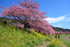 みなみの桜❸