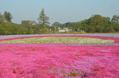 芝桜❸