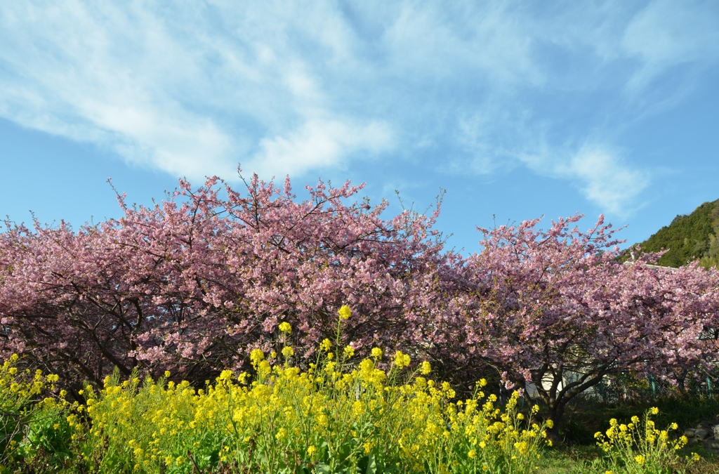河津桜と菜の花