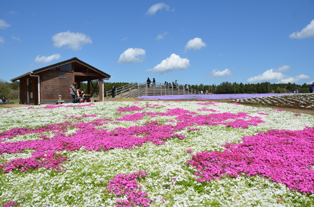 芝桜