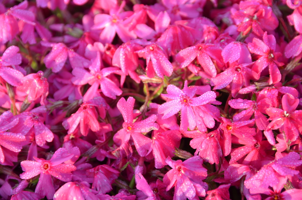 芝桜❶