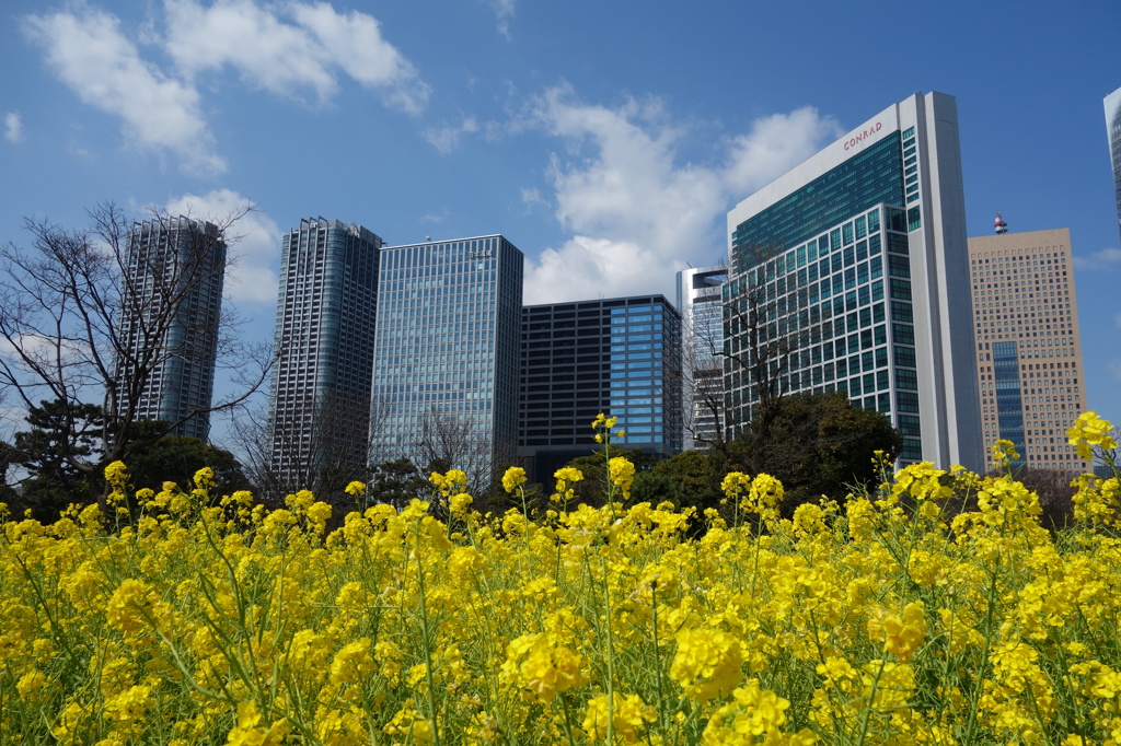 早春の浜離宮恩賜庭園