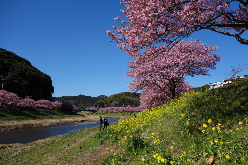 みなみの桜❷
