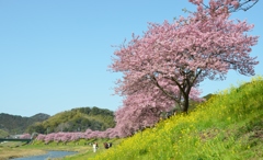 みなみの桜