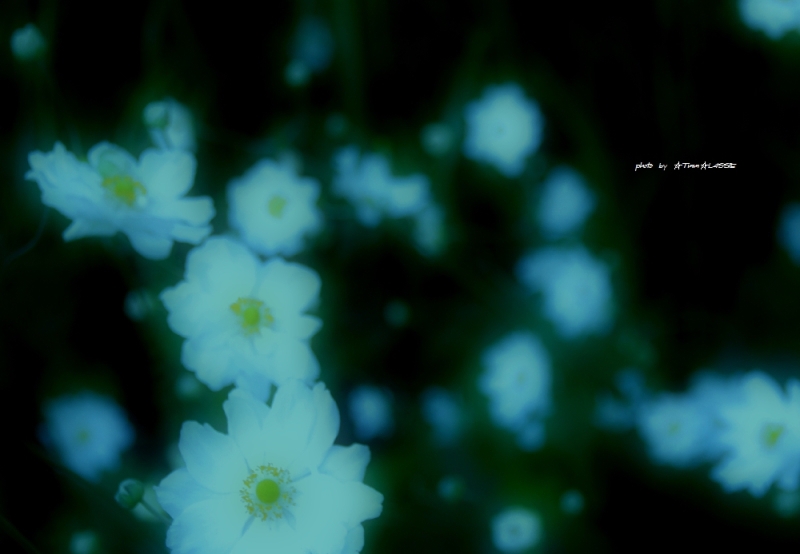 o0800055412318986755