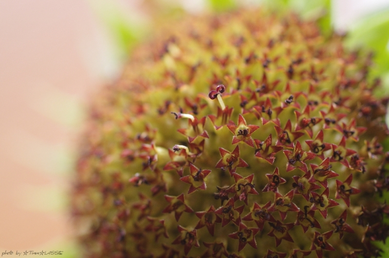 o0800053112170527345