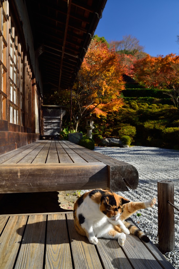 猫に紅葉？