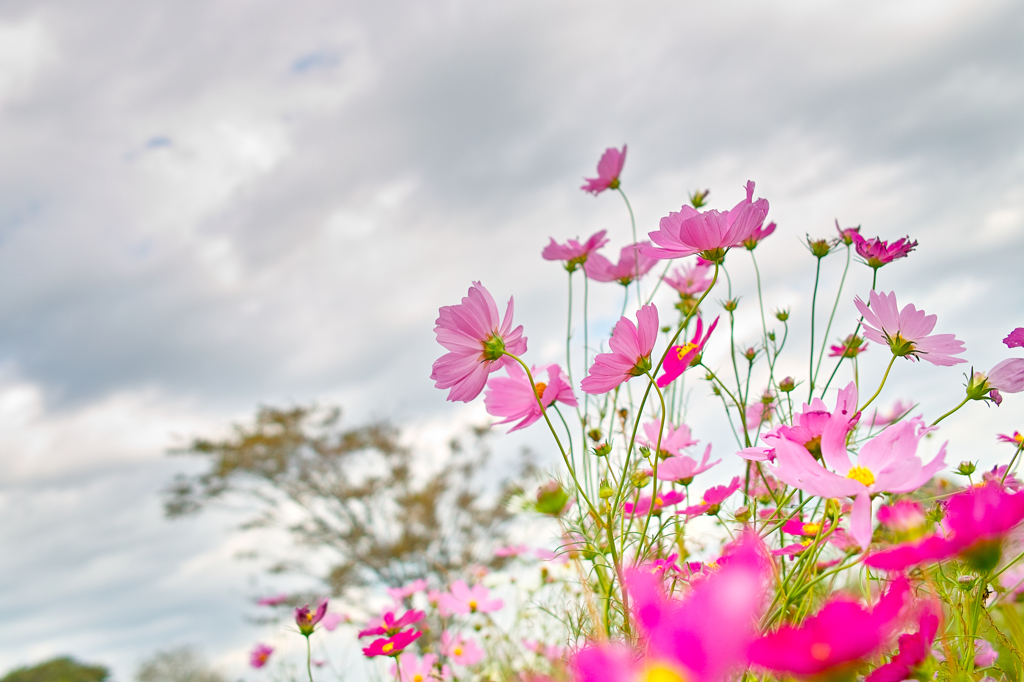 秋桜