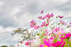 秋桜