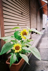ひまわり