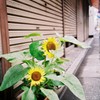 ひまわり