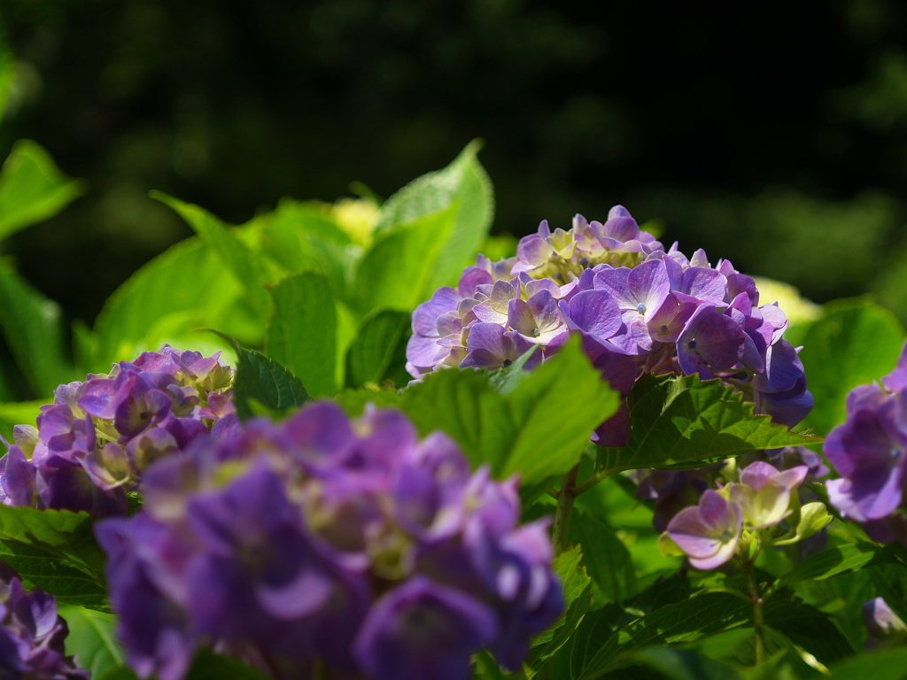 紫陽花