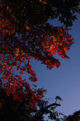 紅葉