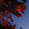 紅葉