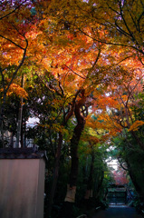 紅葉