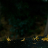 JBZ_2920