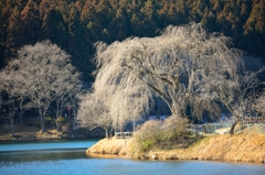 春を待つ