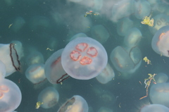 キタミズクラゲ