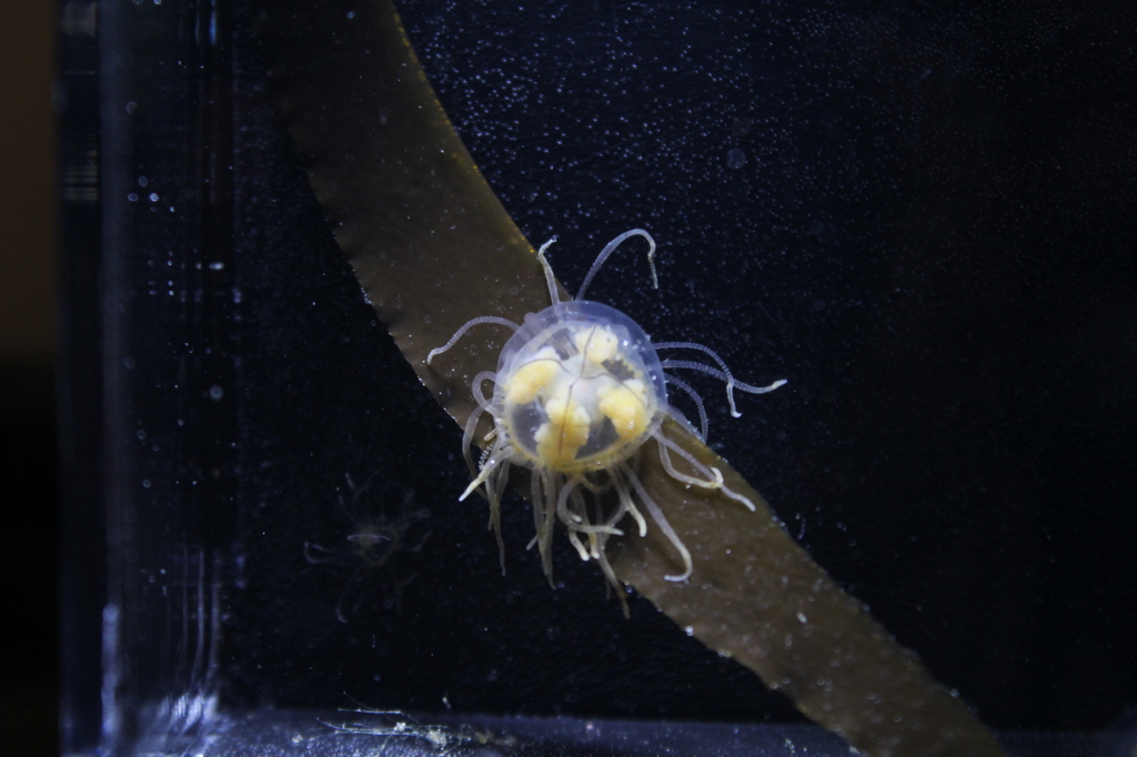 カギノテクラゲ