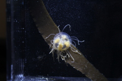 カギノテクラゲ