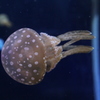 タコクラゲ