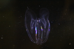 カブトクラゲ