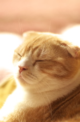 おやすむ