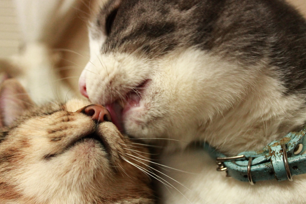 kiss
