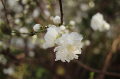 桜②