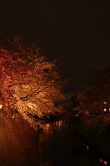 夜　×　桜