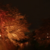 夜　×　桜