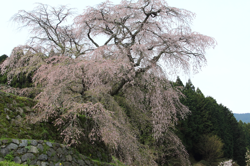 初又兵衛桜