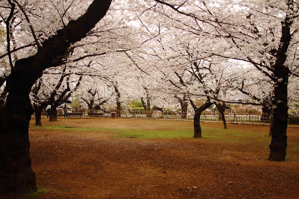 桜広場