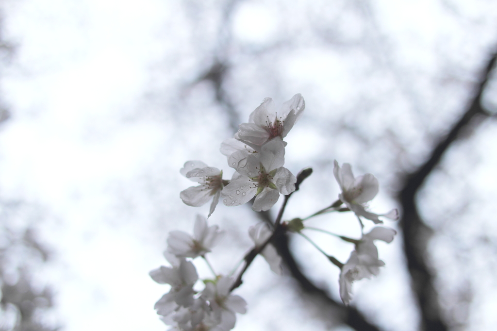 桜④