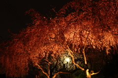 夜　×　垂れ桜