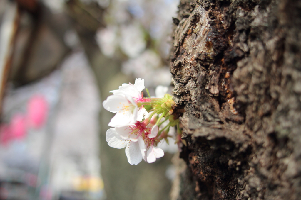 桜①