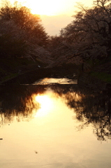 夕日　×　桜