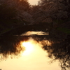 夕日　×　桜
