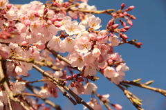 早咲きの桜見つけました