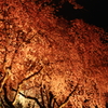 夜　×　垂れ桜